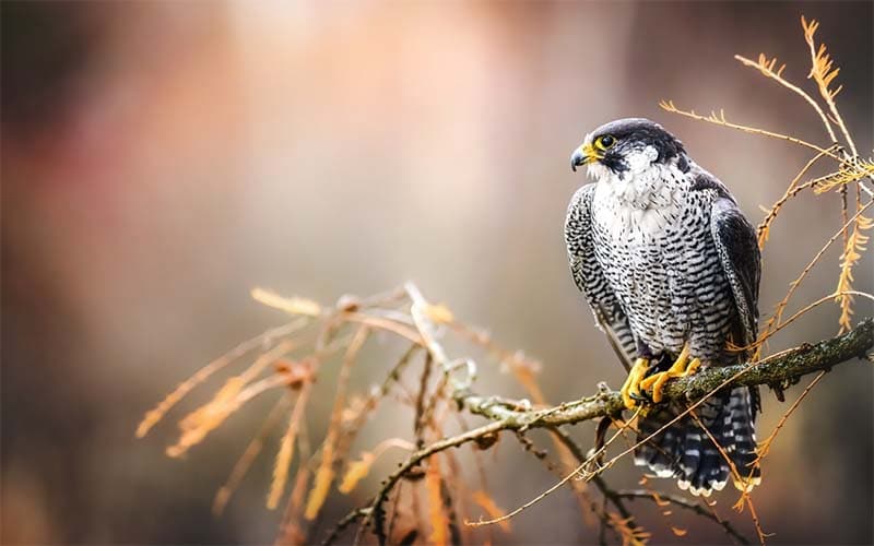 Reabren centro de aves rapaces en Carolina del Norte