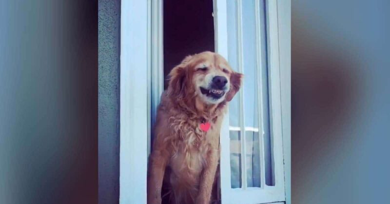 Perro que saluda con sonrisa