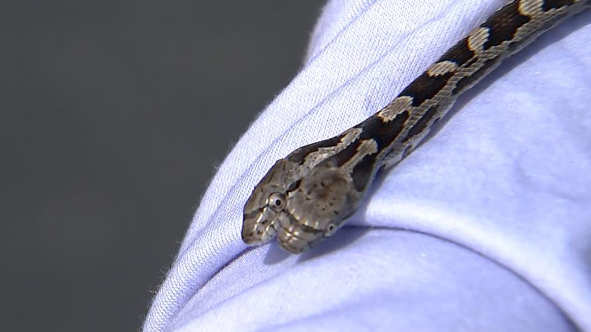 Video Hallan serpiente de dos cabezas en una casa en NC La Noticia