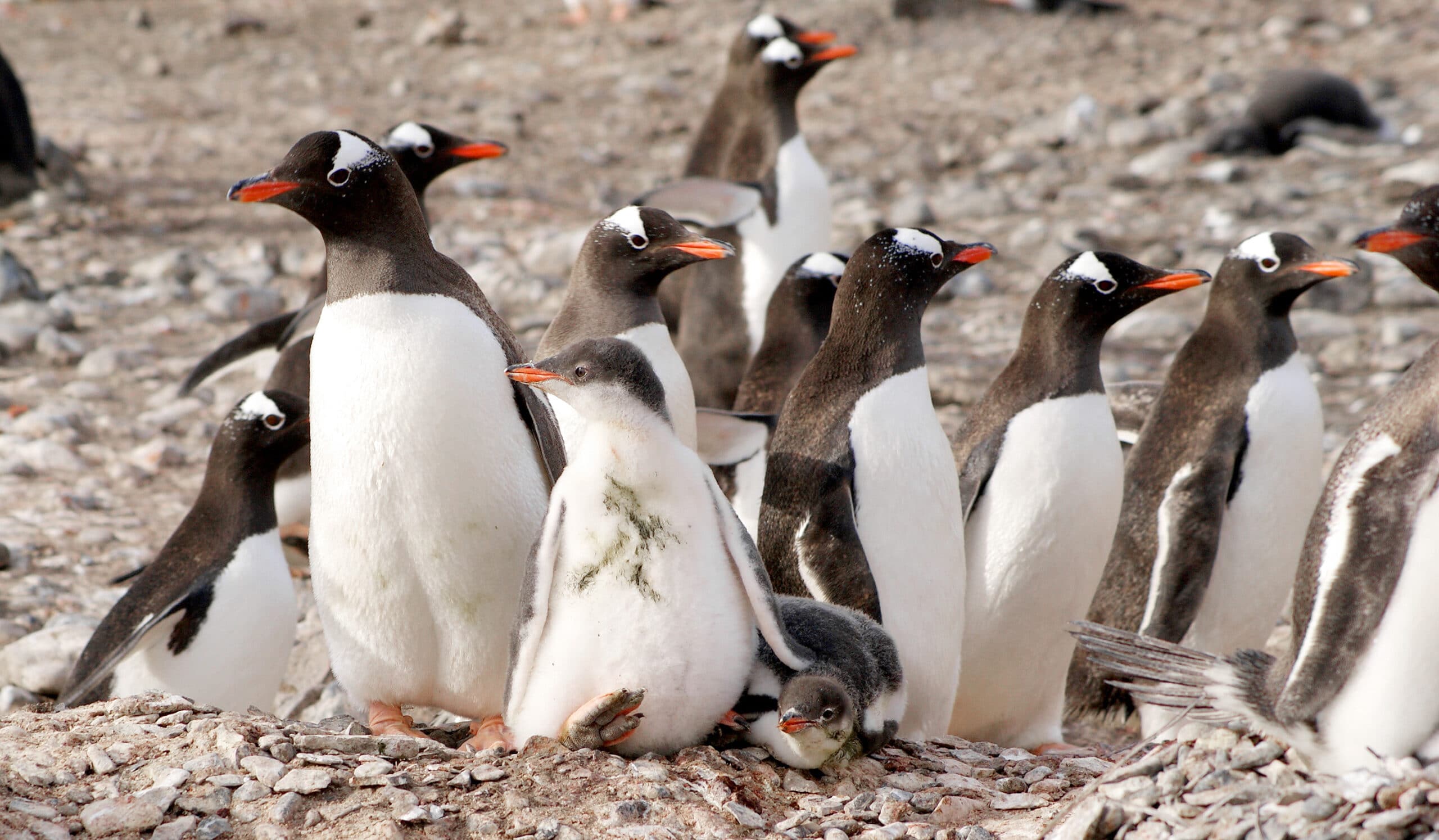 galapagos-registra-cifras-record-de-pinguinos-y-aves-cormoranes