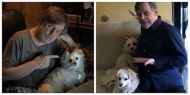 Mark Hamill abre cuenta de Twitter a sus perros y se vuelve su primer seguidor