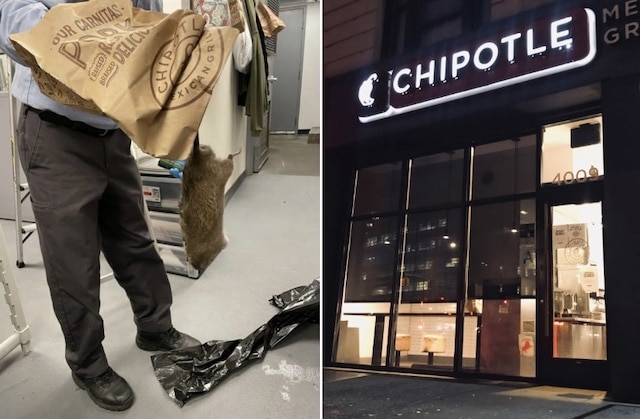 Plaga de ratas gigantes en un restaurant Chipotle de Nueva York
