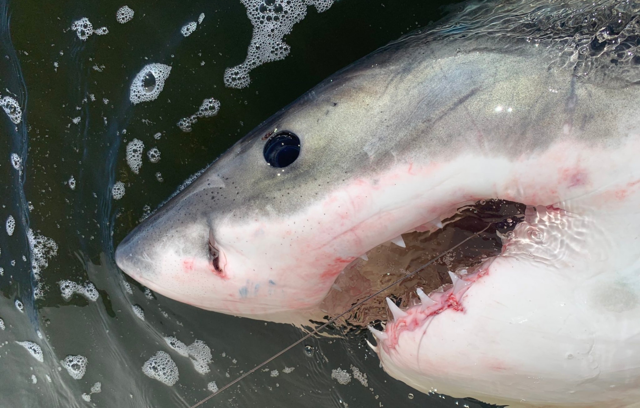 Tiburones blancos Carolina del Norte