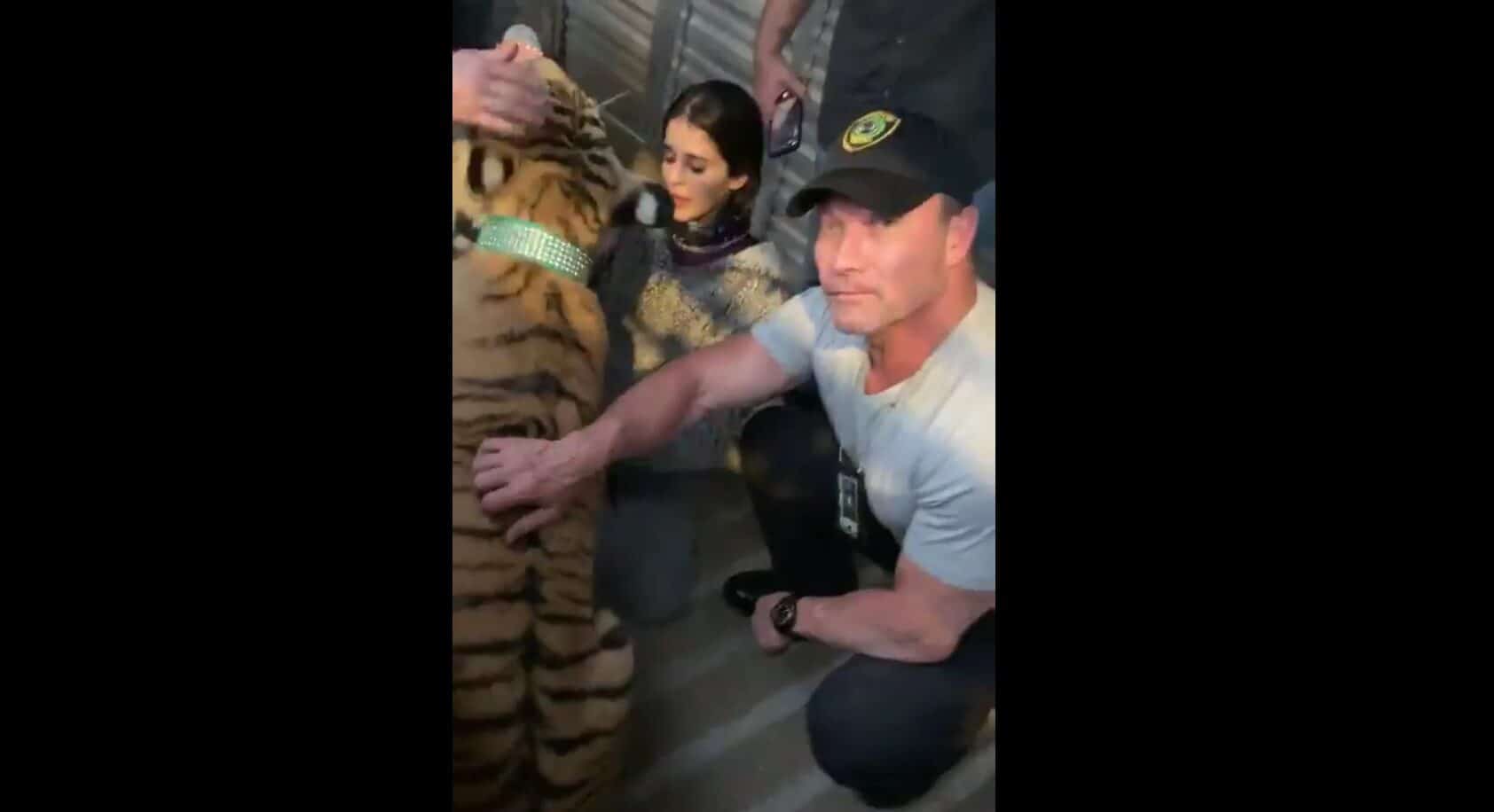 tigre houston autoridades