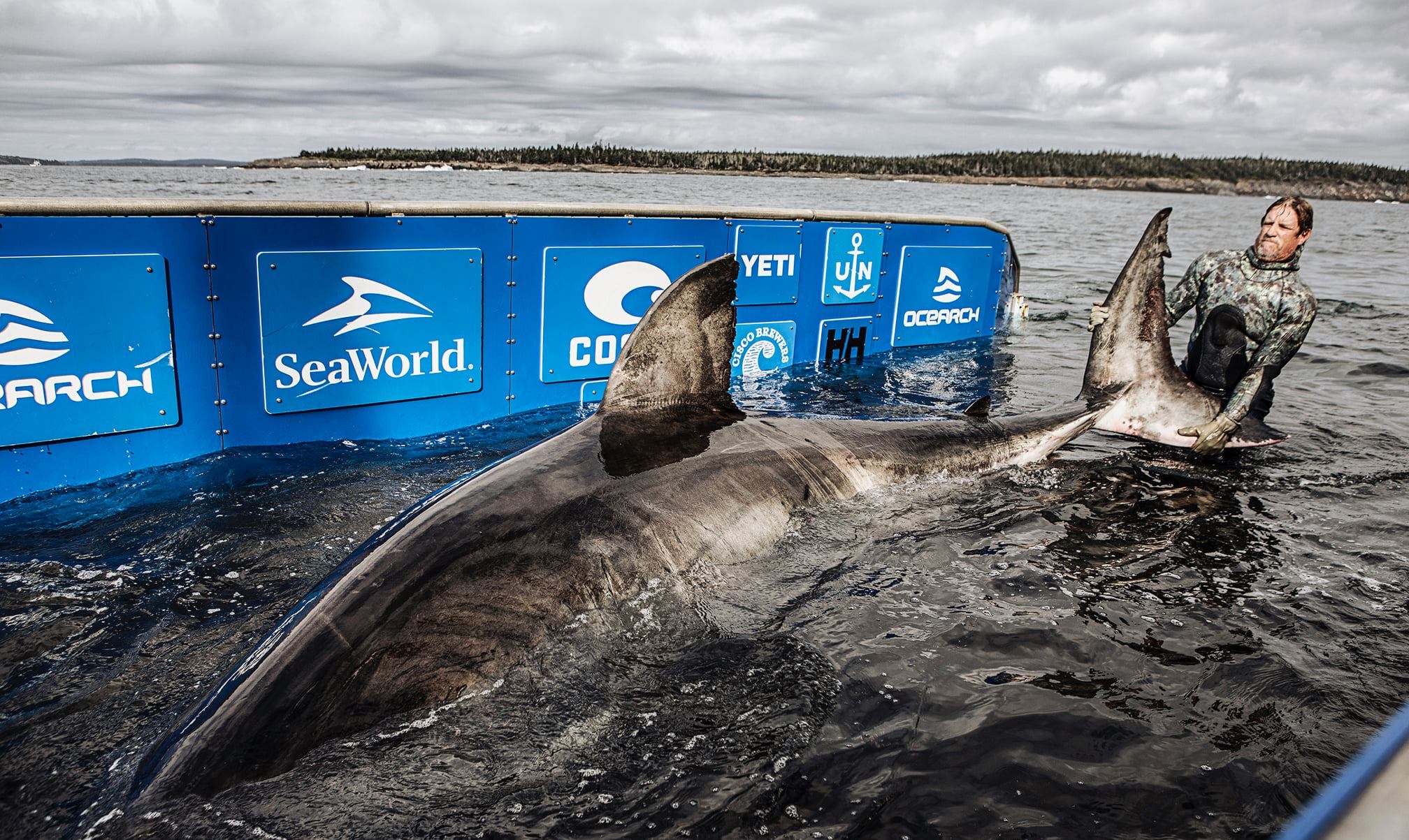 Tiburón blanco Carolina del Norte desaparición