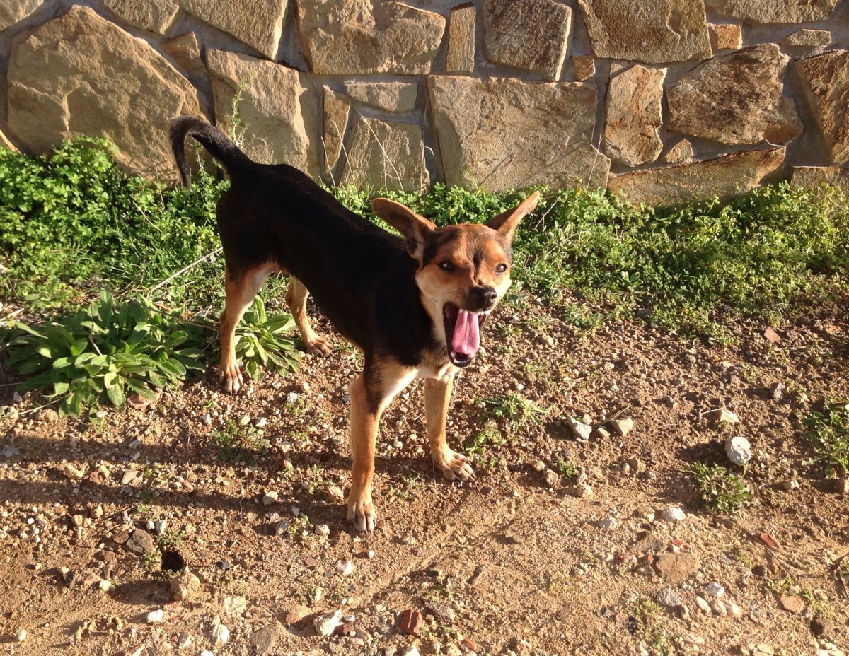 Cachorro rabioso expone a los residentes a un virus mortal en Carolina del Sur