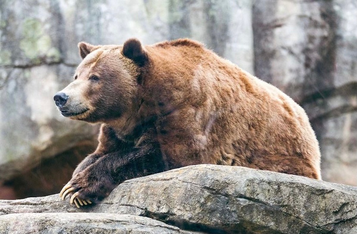 Muere el oso Tommo del zoológico de Carolina del Norte