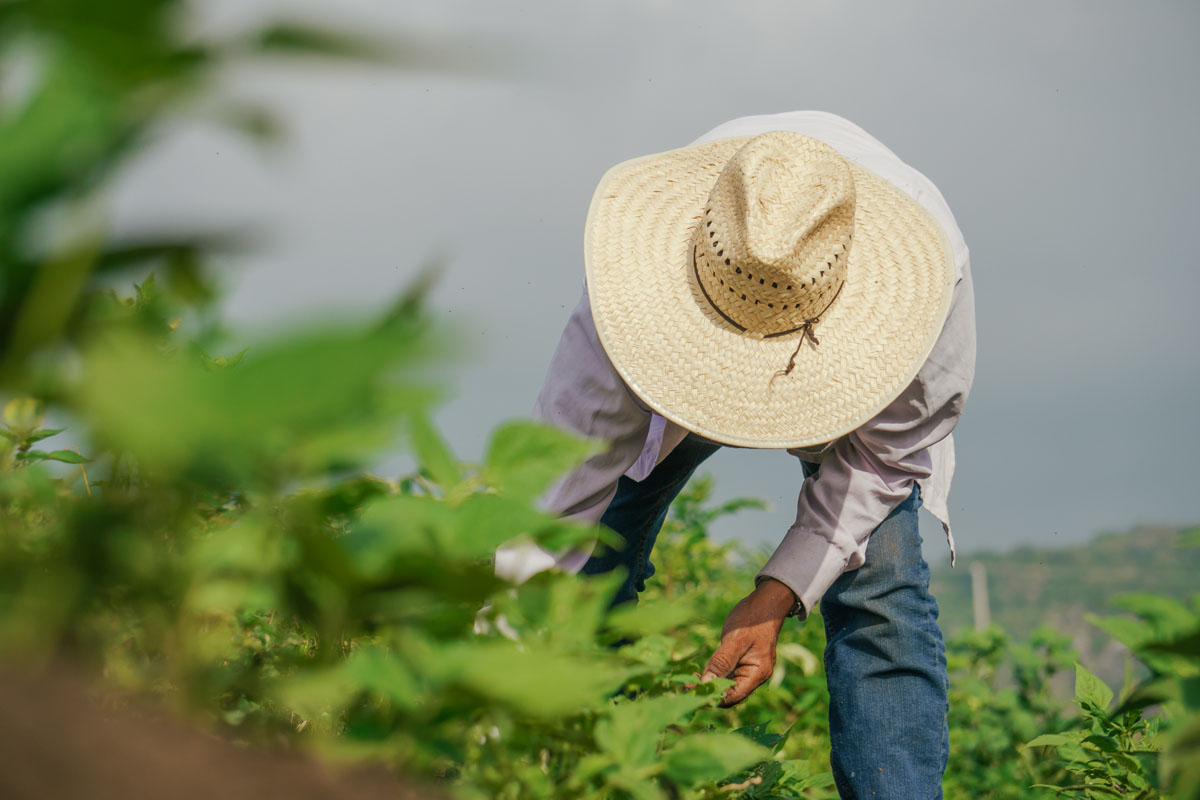 Jueza falla a favor de sindicatos de trabajadores agrícolas en Carolina del Norte