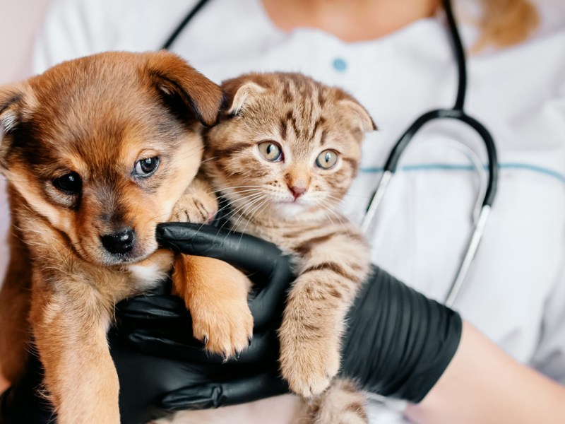 Asheville: pondrán vacunas a perros y gatos por bajo precio