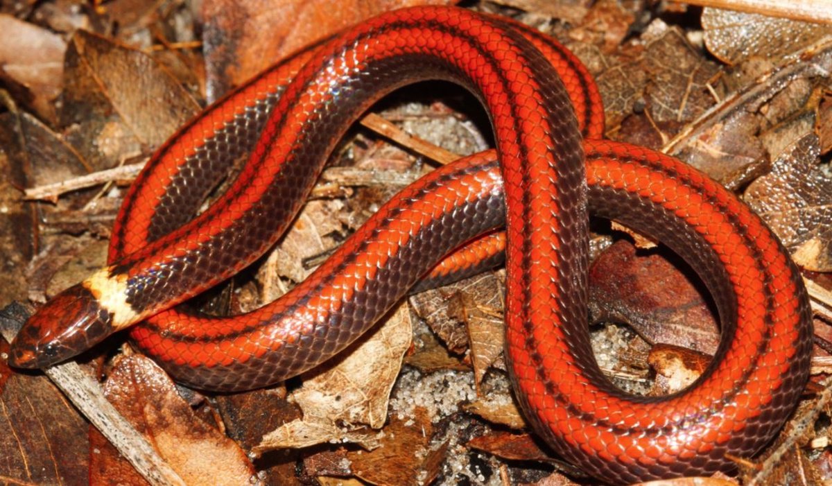 nueva-serpiente-en-paraguay