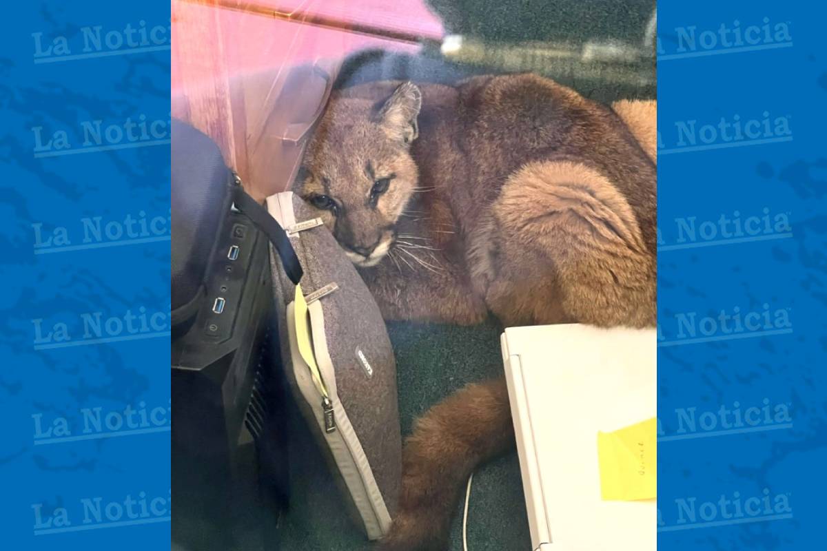 Un león de montaña entró a un salón de clases en una escuela de California