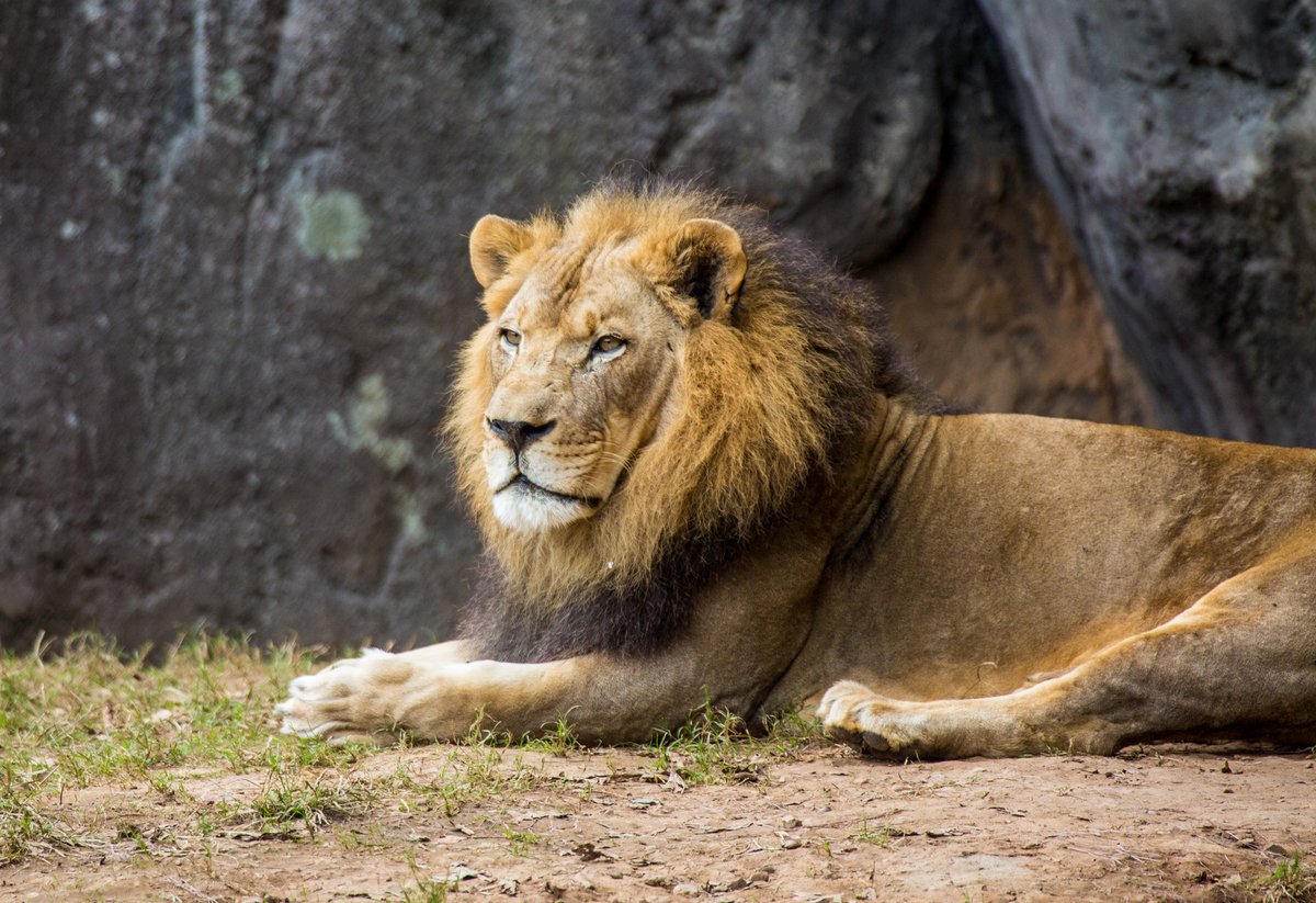 El querido león Reilly, de 23 años, murió en el Zoológico de Carolina del Norte