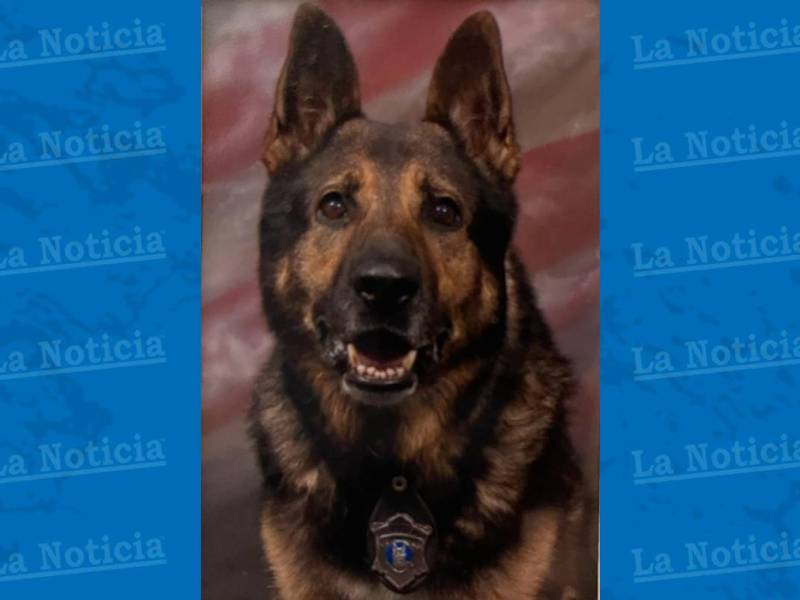 El perro policía Reno murió a dos meses de su retiro