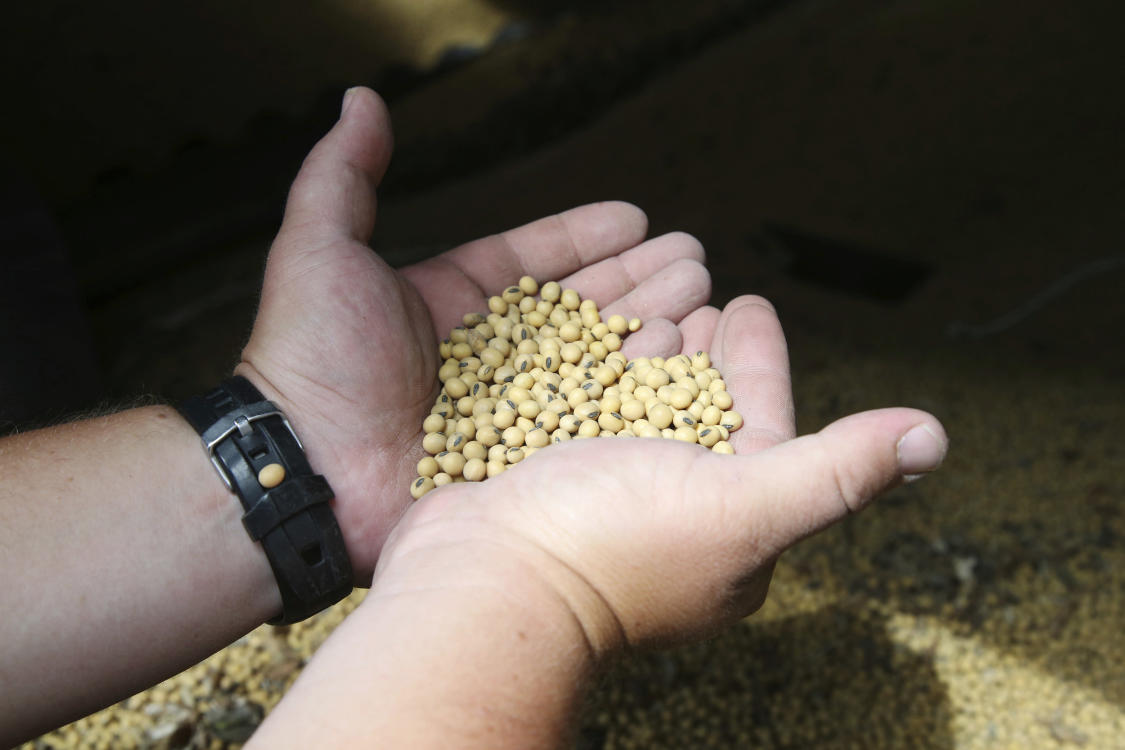 producto-con-soya-y-trigo-no-declarado