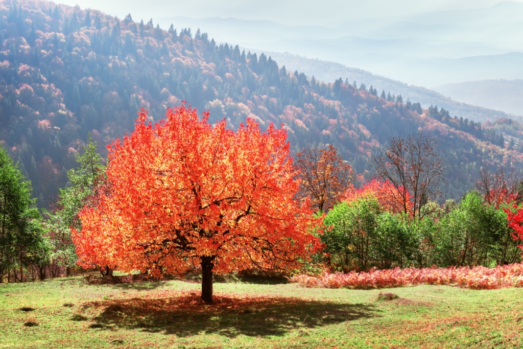 Asheville cambio hojas Montañas