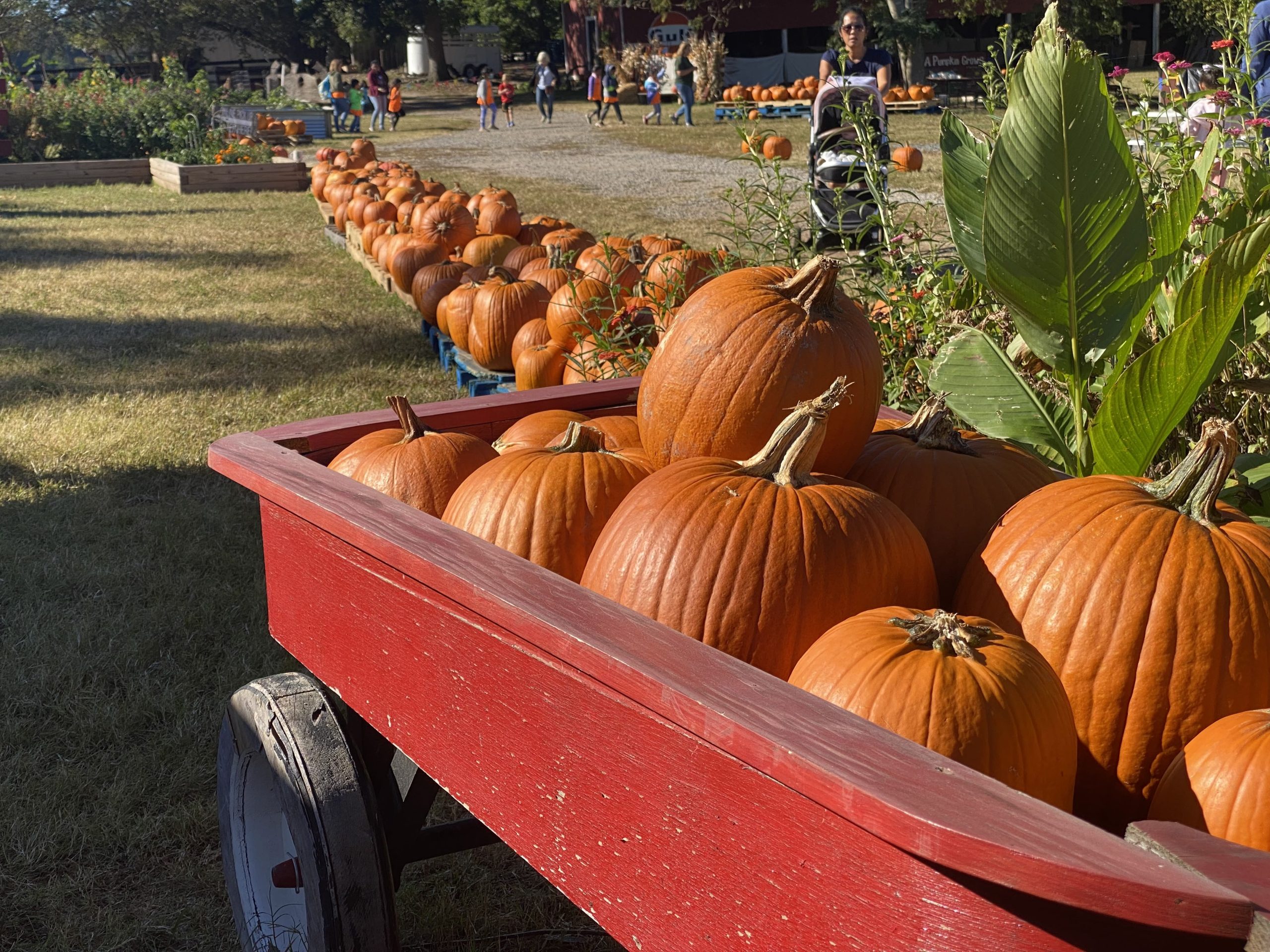 Temporada de calabazas 2022: mejores actividades en Charlotte