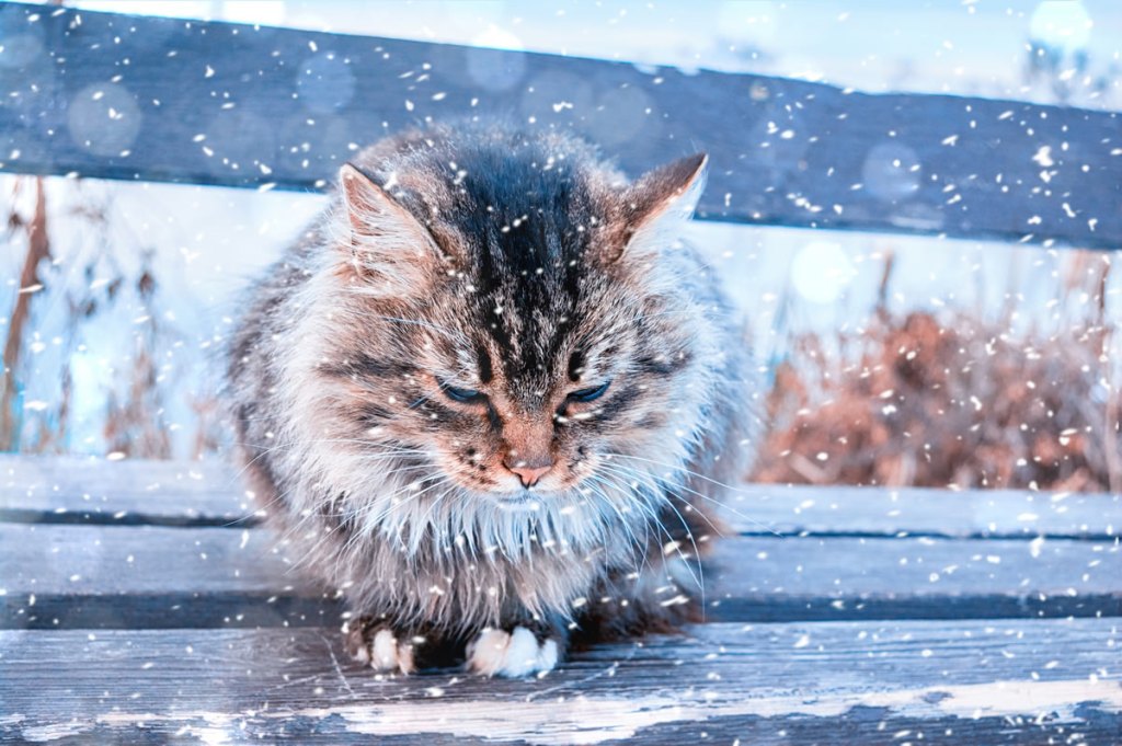 invierno-en-carolina-del-norte-como-proteger-a-tus-mascotas-del-frio