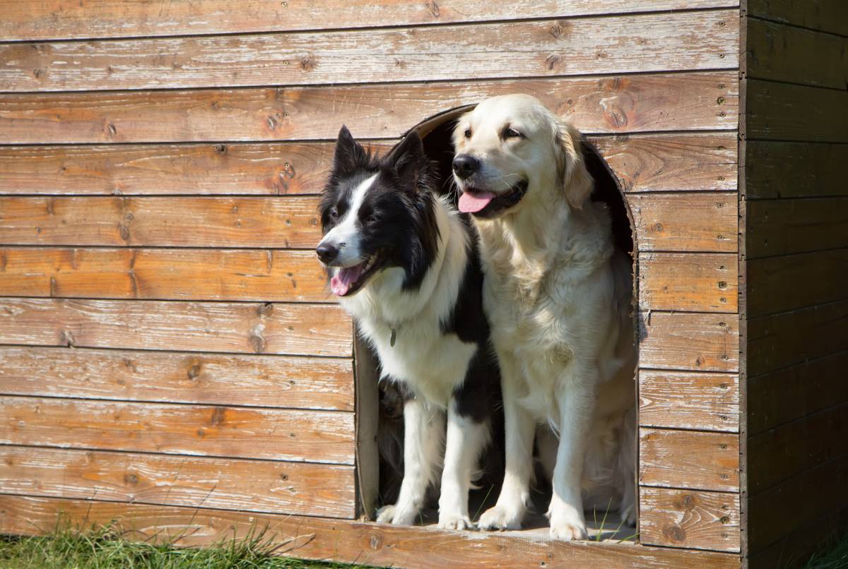 Estudiantes de una secundaria del condado Pitt llevan a cabo la construcción de las casas para los perros del condado a través del Servicio de Animales.