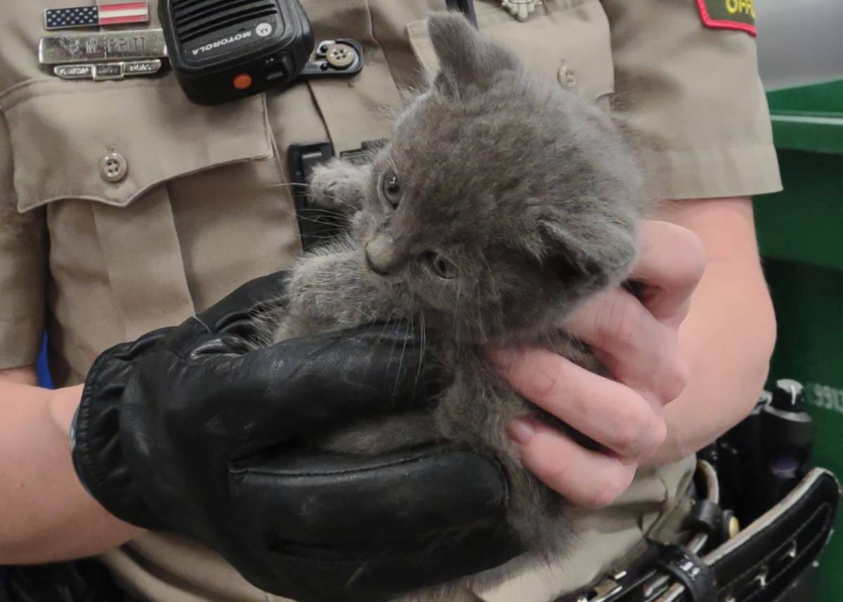 El gatito se había escondido detrás del convertidor catalítico del auto, pero uno de los mecánicos logró salvarlo ileso.