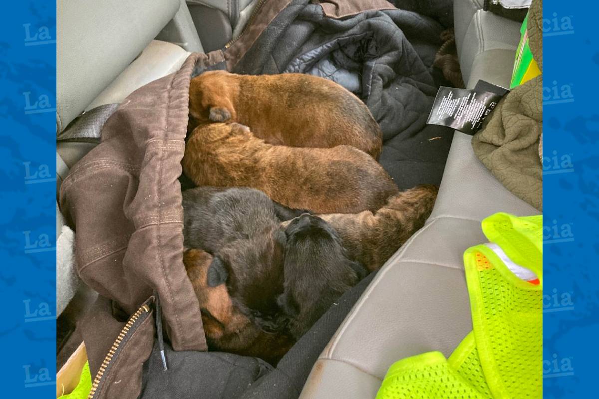 Nueva cachorros fueron abandonados en una bolsa de basura en Carolina del Sur