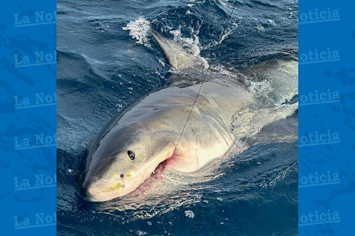 Una familia de Florida atrapó a un gran tiburón blanco y todo quedó registrado en el video