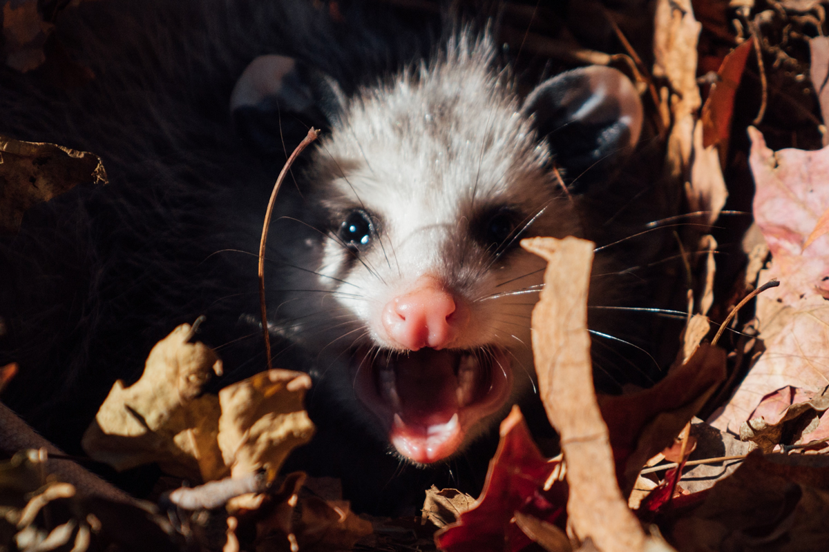 Zarigüeya echa a mujer de su apartamento Así fue el inesperado