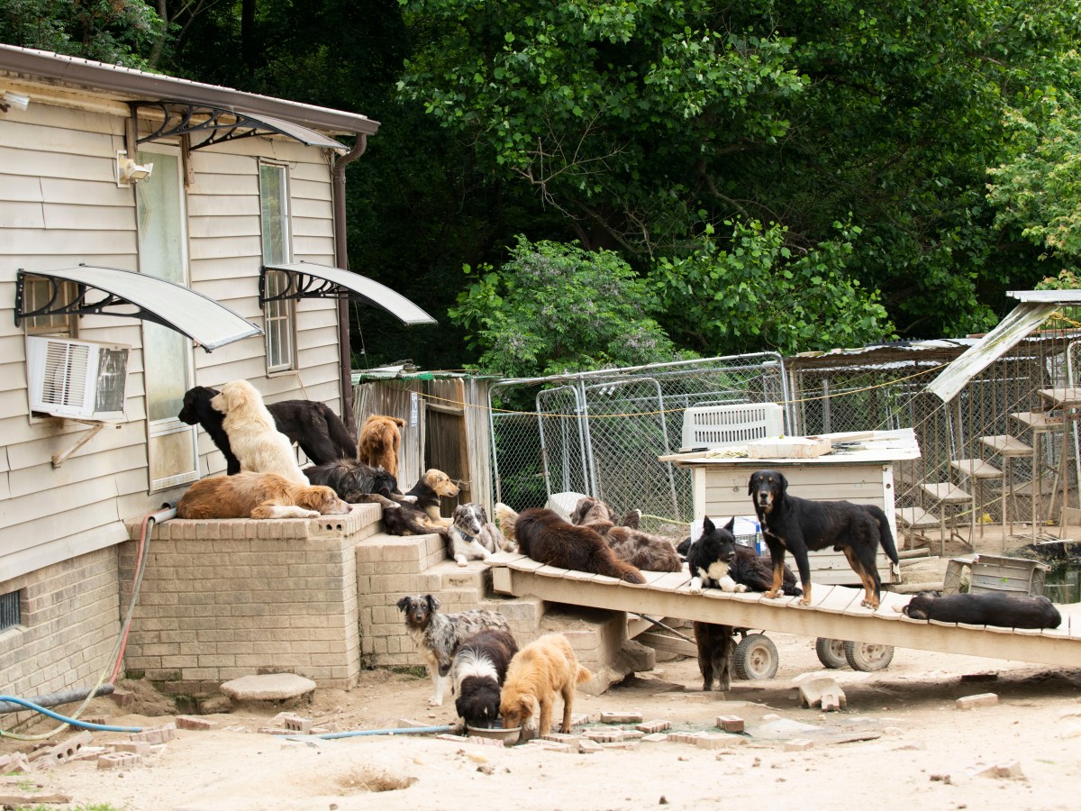 114 cachorros rescatados de criadero de Carolina del Norte