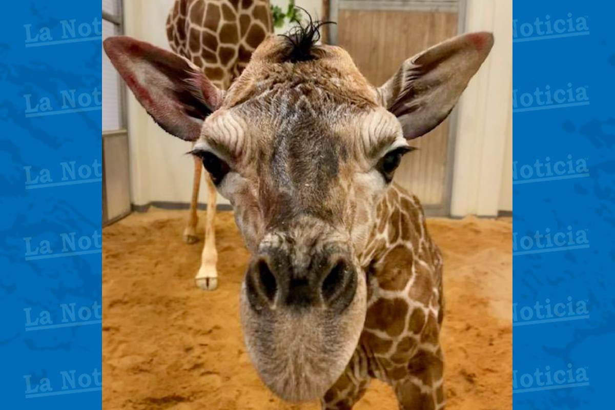 Jirafa bebé nace en Zoológico de Carolina del Norte