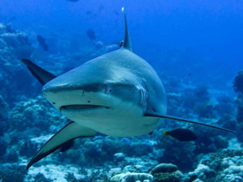 dos-ataques-a-pescadores-en-una-semana-por-que-muerden-los-tiburones-a-las-personas