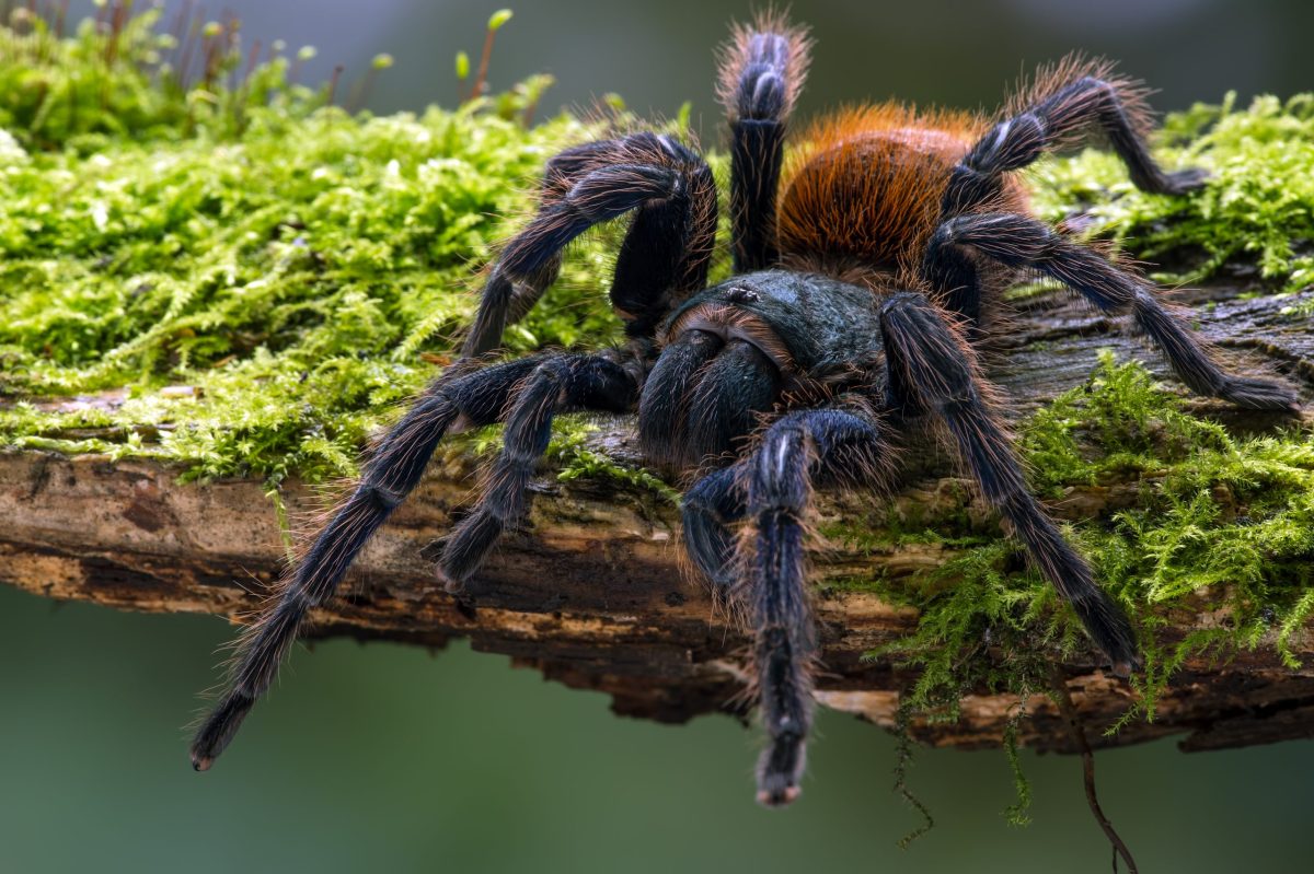 ¿Te atreves a explorar el mundo de las tarántulas? BugFest lo trae al ...