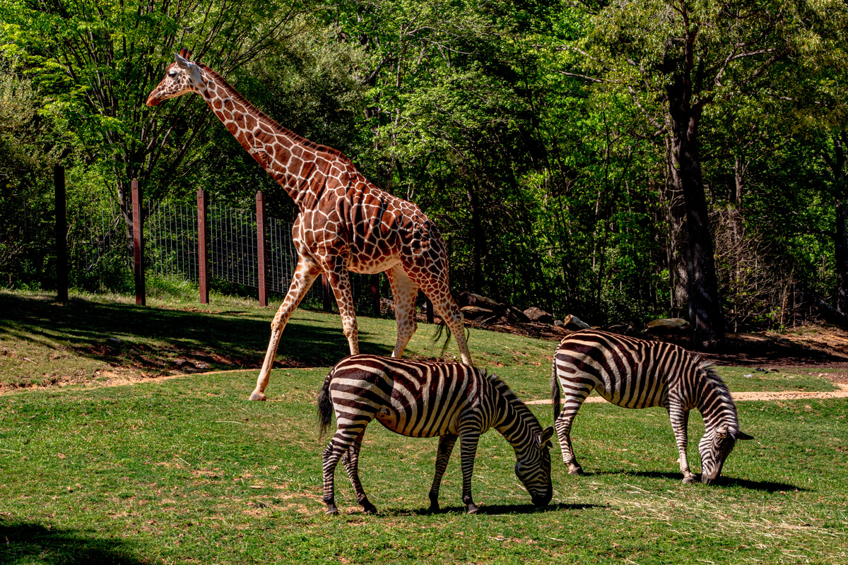 The Zoo- Children's Escape Room Game