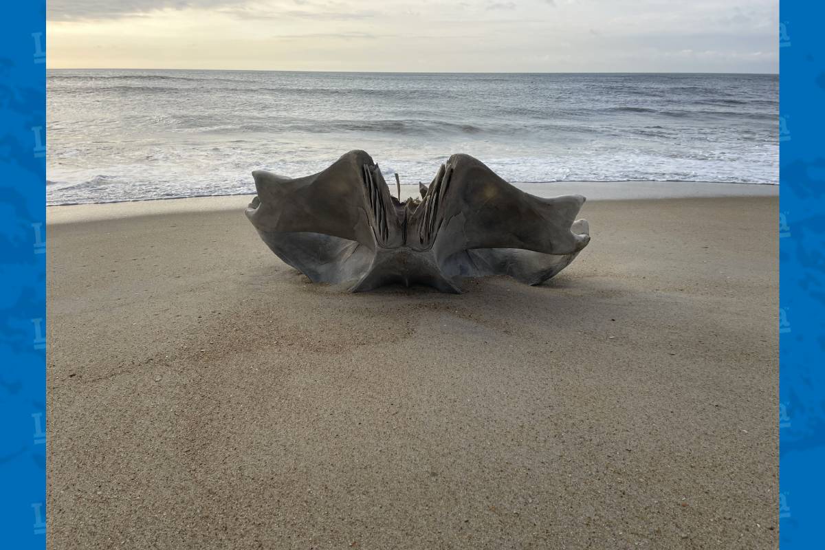 Cráneo de criatura de 40 toneladas aparece en Carolina del Norte - La ...